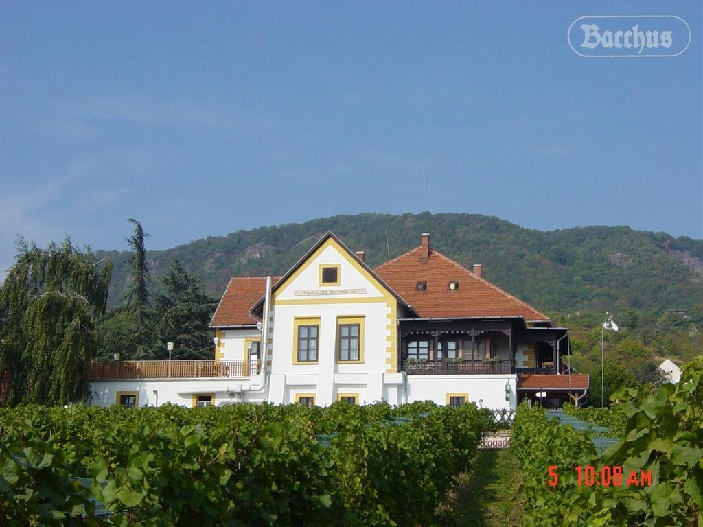 Bacchus Apartman - Borbarlang, Badacsony Бадачоньтомай Екстер'єр фото